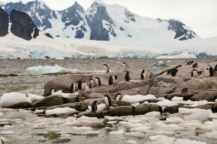 Leopardul de mare este un locuitor formidabil al Antarcticii, o revistă sălbatică