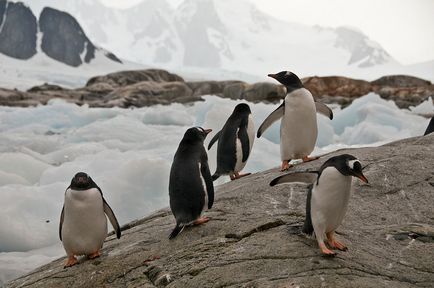 Leopardul de mare este un locuitor formidabil al Antarcticii, o revistă sălbatică