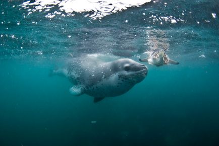 Leopardul de mare este un locuitor formidabil al Antarcticii, o revistă sălbatică