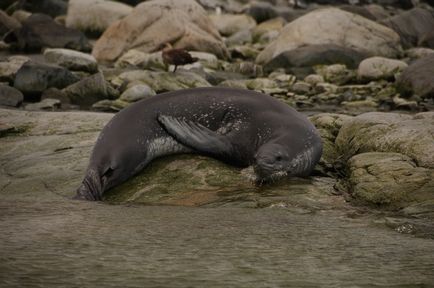 Leopardul de mare este un locuitor formidabil al Antarcticii, o revistă sălbatică