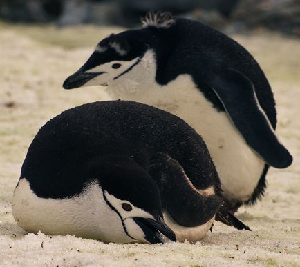 Leopardul de mare este un locuitor formidabil al Antarcticii, o revistă sălbatică