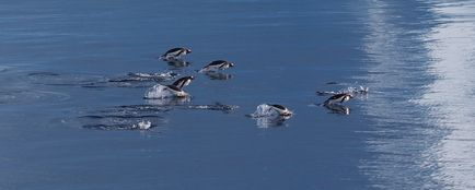 Leopardul de mare este un locuitor formidabil al Antarcticii, o revistă sălbatică