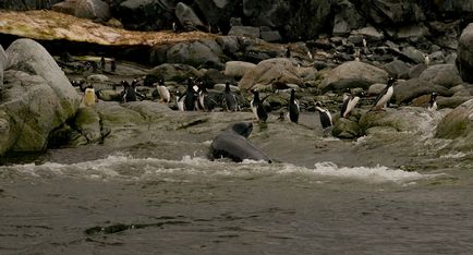 Leopardul de mare este un locuitor formidabil al Antarcticii, o revistă sălbatică