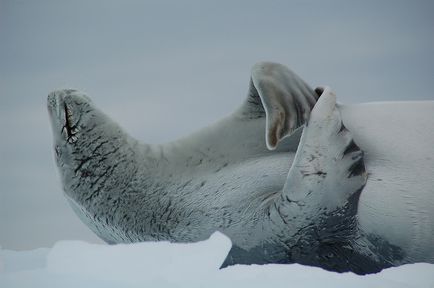 Leopárdfóka - félelmetes lakói Antarktisz Wild Magazin