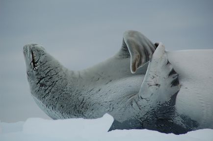 Leopardul de mare este un locuitor formidabil al Antarcticii, o revistă sălbatică