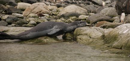 Leopardul de mare este un locuitor formidabil al Antarcticii, o revistă sălbatică