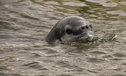 Leopardul de mare este un locuitor formidabil al Antarcticii, o revistă sălbatică