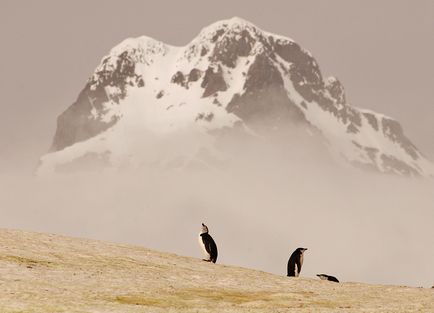 Leopardul de mare este un locuitor formidabil al Antarcticii, o revistă sălbatică