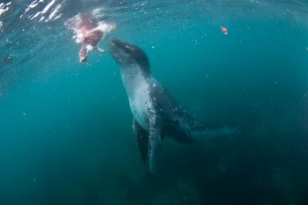 Leopárdfóka - félelmetes lakói Antarktisz Wild Magazin