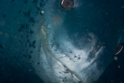 Морський леопард - Коломия мешканець Антарктики, дикий журнал