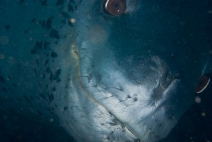 Leopardul de mare este un locuitor formidabil al Antarcticii, o revistă sălbatică