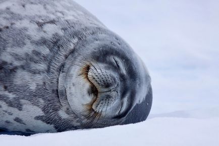 Leopárdfóka - félelmetes lakói Antarktisz Wild Magazin