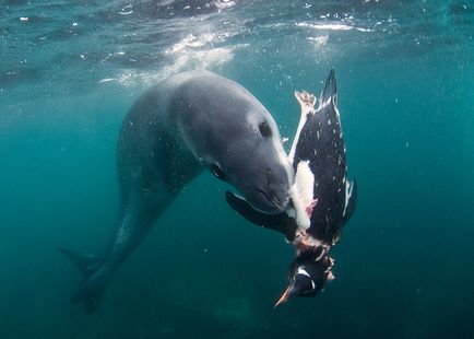 Leopardul de mare este un locuitor formidabil al Antarcticii, o revistă sălbatică