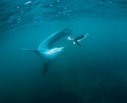 Leopardul de mare este un locuitor formidabil al Antarcticii, o revistă sălbatică