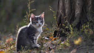 Pot hrăni supa de pisică, pisicile și câinii noștri