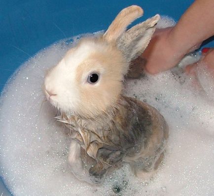 Чи можна купати декоративного кролика