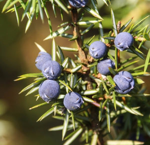 Plantarea siberiana de ienupar si ingrijirea plantelor din Siberia