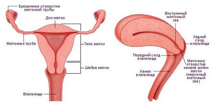 Marth a uterului, ovarelor, trompelor uterine, colului uterin și a apendicelor care arată