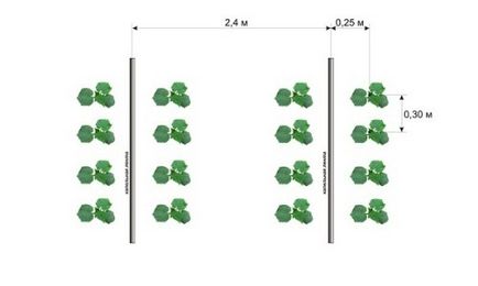 Cât de departe să planteze castraveți reguli pentru creșterea răsadurilor