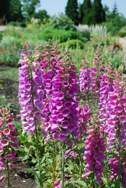 Digitalis, digitalis, reproducere, cultivare, îngrijire, exemple de design peisagistic, foto și video