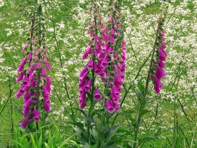 Digitalis, digitalis, reproducere, cultivare, îngrijire, exemple de design peisagistic, foto și video