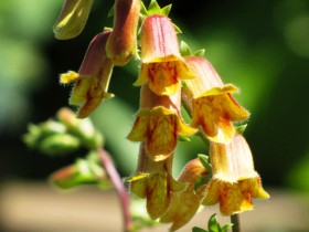 Gyűszűvirág, digitalis, tenyésztés, földművelés, gondoskodás, példák kerttervezés, fotó és videó