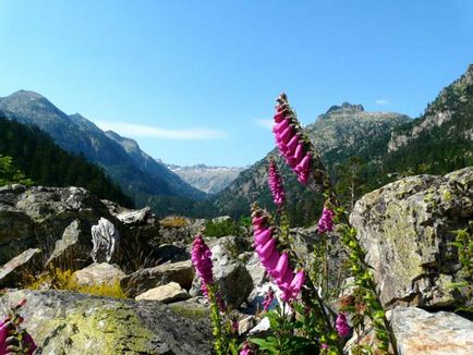 Digitalis este o creștere pe termen lung din semințe, plantare și îngrijire în teren deschis, fotografie, combinație în