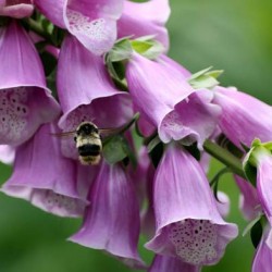 Digitalis este o creștere pe termen lung din semințe, plantare și îngrijire în teren deschis, fotografie, combinație în