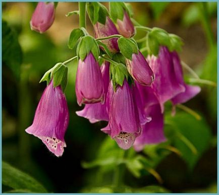 Digitalis este o creștere pe termen lung din semințe, plantare și îngrijire în teren deschis, fotografie, combinație în