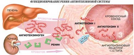 На підступах до реніну 110 років пошуку, наука і життя