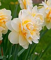 Narcissus virág tavasszal