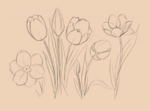 Навчитися малювати квіти олівцем як і де можуть навчити малювати
