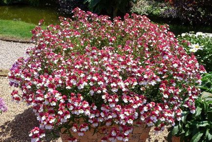 Nemesia növekvő virágok magról ültetés és gondozás, fotók a legjobb fajták (Fotó Nemesia növekvő magról) Nemesia növekvő virágok magról ültetés és gondozás, fotók a legjobb fajták