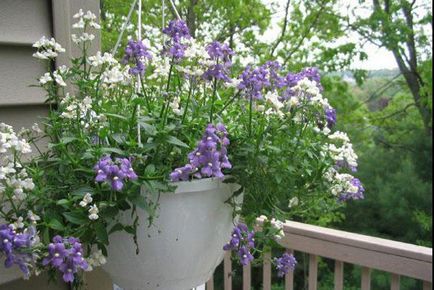 Nemesia növekvő virágok magról ültetés és gondozás, fotók a legjobb minőségű (Nemesia köpeny bíboros) Nemesia növekvő virágok magról ültetés és gondozás, fotók a legjobb fajták