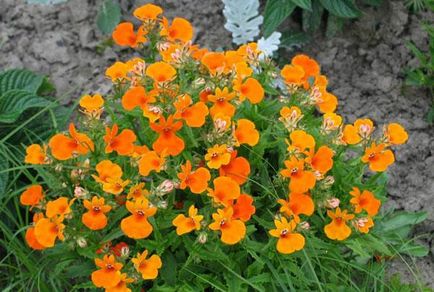 Nemesia növekvő virágok magról ültetés és gondozás, fotók a legjobb minőségű (Nemesia hibrid) Nemesia növekvő virágok magról ültetés és gondozás, fotók a legjobb fajták