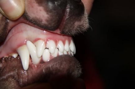 Malocclusion kölyök fajta, okai és megszüntetésük