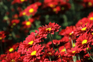 Nikitsky Botanical Garden - ghid de recenzie, fotografii,