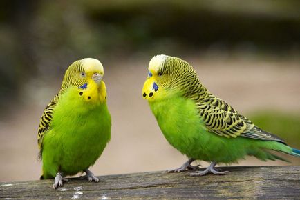 Szükségem budgies fészek ház (törpepapagáj) Szükségem budgies fészek ház