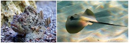 Locuitorii de pe coasta Crimeei, regnul animal al Crimeei, Peninsula Crimeei