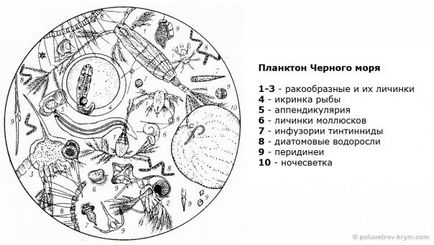 Мешканці кримського узбережжя, тваринний світ криму, півострів скарбів крим