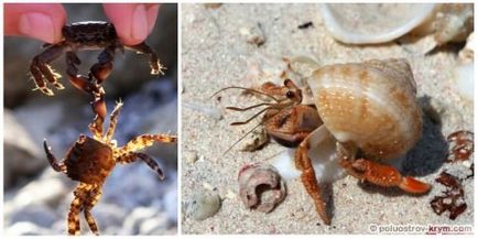 Locuitorii de pe coasta Crimeei, regnul animal al Crimeei, Peninsula Crimeei