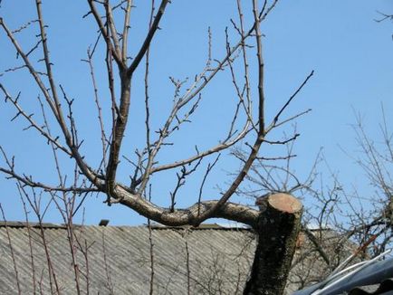 Prune pruning în primăvară regulile de bază pentru iubitori