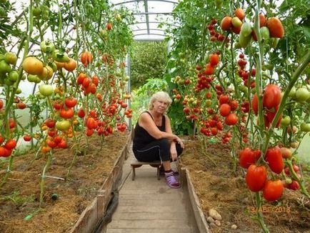 Tunderea tomatelor într-o seră din sistem de policarbonat și instruire pentru începători