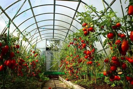 Tunderea tomatelor într-o seră din sistem de policarbonat și instruire pentru începători