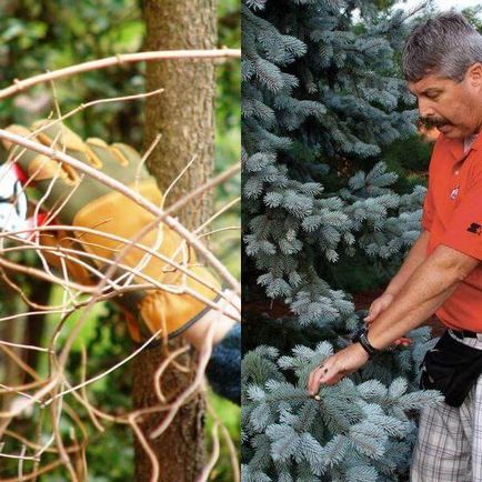 Tunderea plantelor conifere, arborilor și arbuștilor atunci când și cum să se desfășoare corect