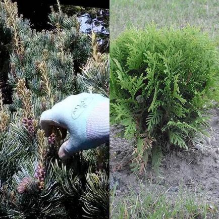 Metszés tűlevelűek, fák és cserjék, hogy mikor és hogyan kell végezni