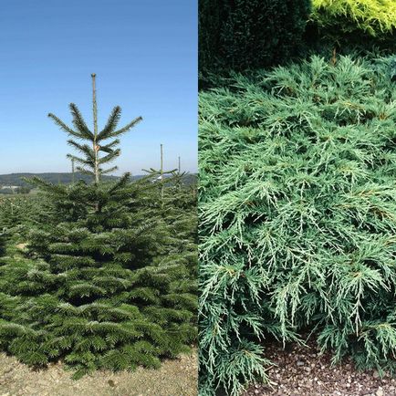 Tunderea plantelor conifere, arborilor și arbuștilor atunci când și cum să se desfășoare corect