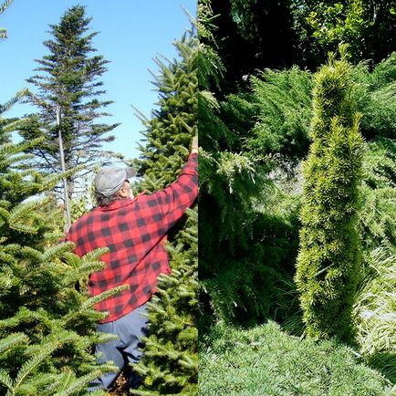 Tunderea plantelor conifere, arborilor și arbuștilor atunci când și cum să se desfășoare corect