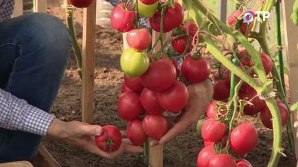 Revizuirea hibrizilor de tomate de agrofirma 