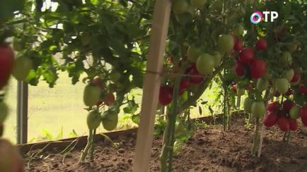 Огляд гібридів томатів агрофірми «партнер»